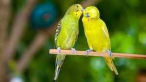 Vlnité papoušci: kolik let žije v přírodě a doma